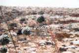 Wildflower Desert Print | Minimalist Digital Print | Printable Art - Vintage Radar